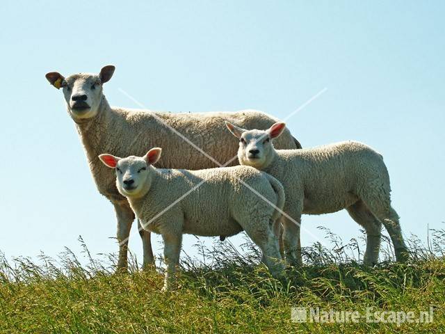 Schaap, ooi met twee lammeren Vuurlinie 9