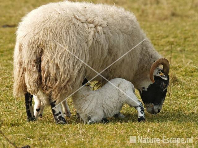 Scottish Balckface, ooi met drinkende lammetjes NHD Heemskerk 26