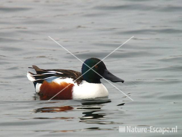 Slobeend, woerd Vogelmeer NPZK1