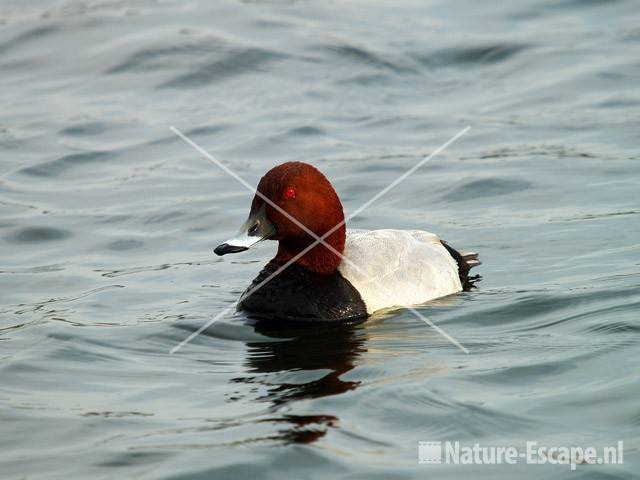 Tafeleend, man Vogelmeer NPZk8