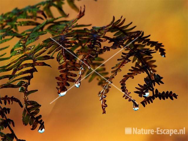 Waterdruppels aan blad adelaarsvaren Groote Peel