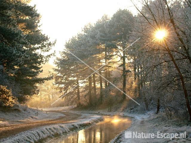 Winter in de Amsterdamse Waterleiding Duinen 1