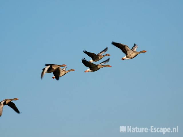 Grauwe ganzen, vliegend boven Marken