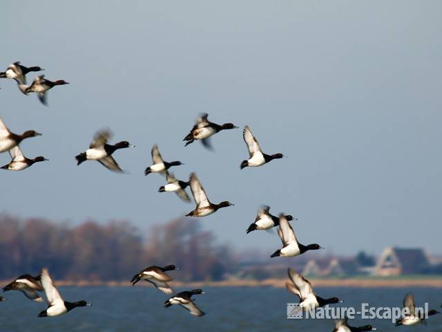 Kuifeenden vliegend boven de Gouwzee 1