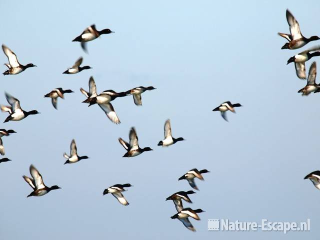 Kuifeenden vliegend boven de Gouwzee 2