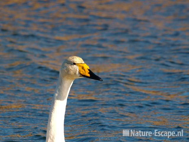 Wilde zwaan, hals en kop AWD