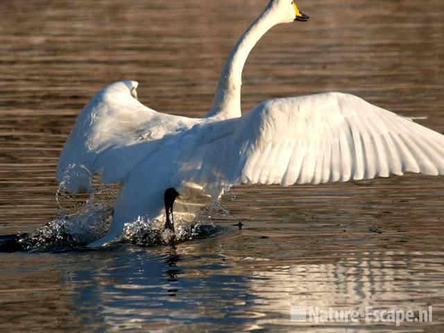 Wilde zwaan, opstijgend vanaf water AWD