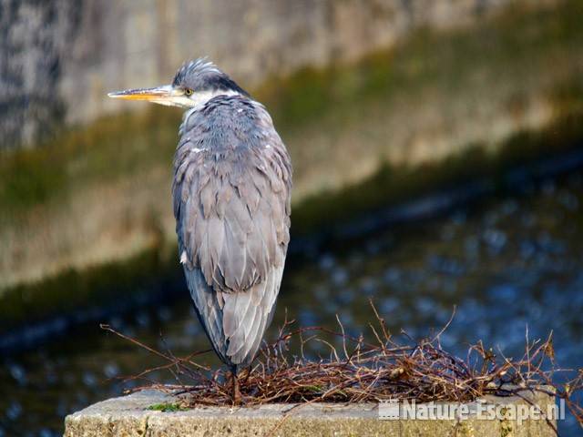 Blauwe reiger met begin van een nest AWD1