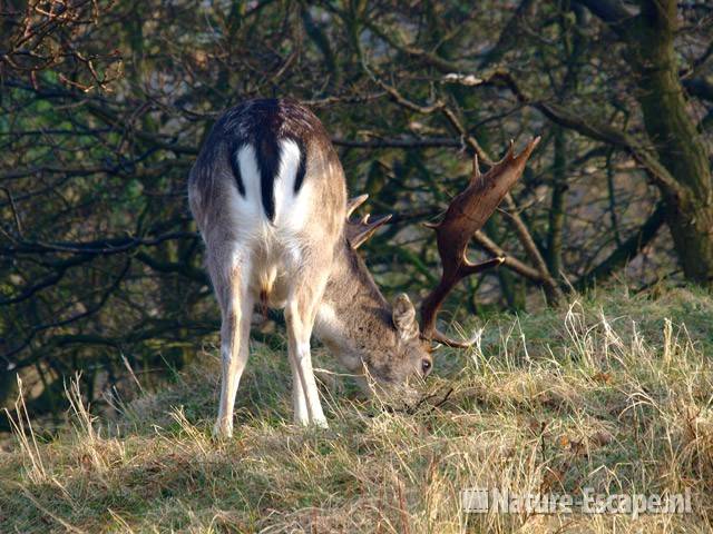 Damhert, grazende bok AWD13