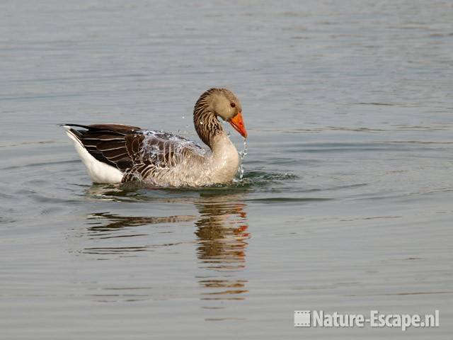 Grauwe gans, balts Hijm NHD Castricum 1