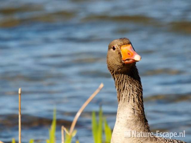 Grauwe gans, detail kop Hijm NHD Castricum 2