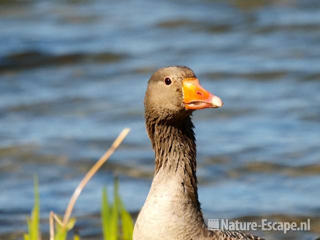 Grauwe gans, detail kop Hijm NHD Castricum 3