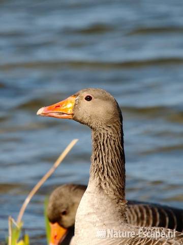 Grauwe gans, detail kop Hijm NHD Castricum 6