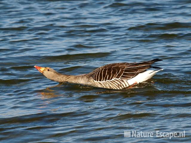 Grauwe gans, dreigend Hijm NHD Castricum