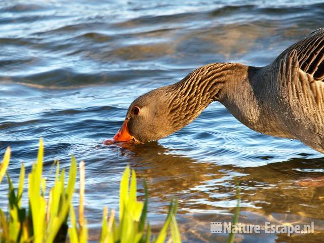 Grauwe gans, foeragerend Hijm NHD Castricum 1