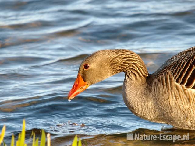 Grauwe gans, foeragerend Hijm NHD Castricum 2