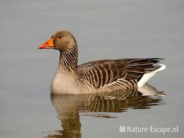 Grauwe gans Hijm NHD Castricum 4