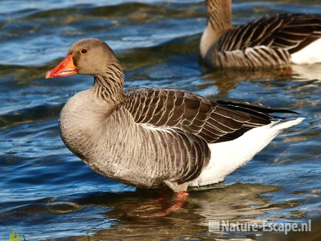 Grauwe gans Hijm NHD Castricum 7