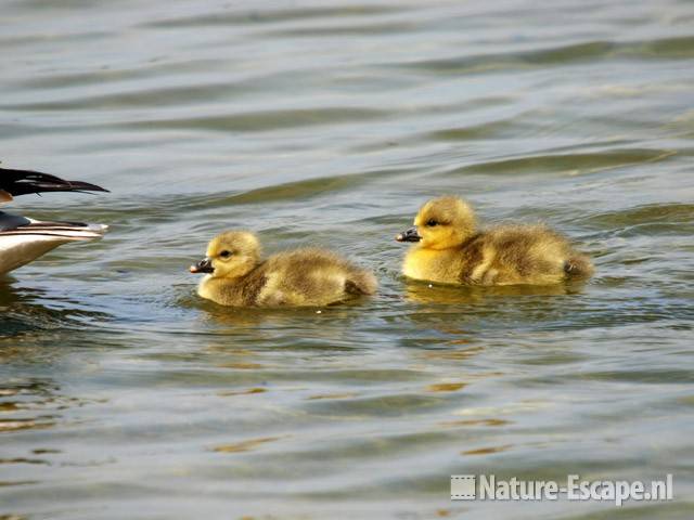 Grauwe gans, juvenielen Hijm NHD Castricum 3