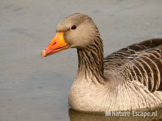 Grauwe gans, kop en borst Hijm NHD Castricum