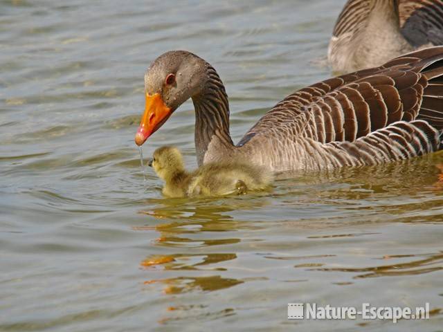 Grauwe gans met juveniel Hijm NHD Castricum 8