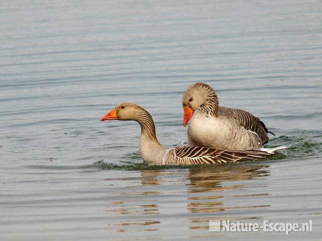 Grauwe gans, paring Hijm NHD Castricum 3