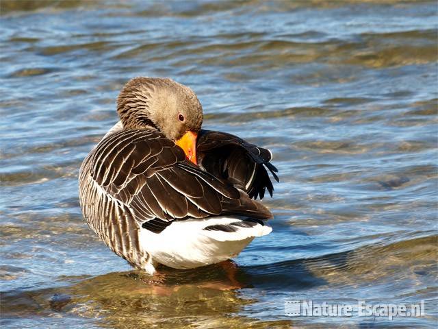 Grauwe gans, poetsend Hijm NHD Castricum 11