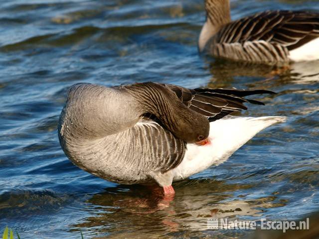 Grauwe gans, poetsend Hijm NHD Castricum 5