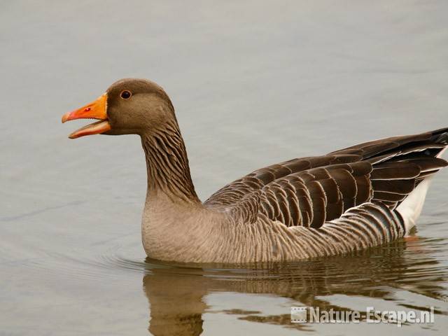 Grauwe gans, roepend Hijm NHD Castricum