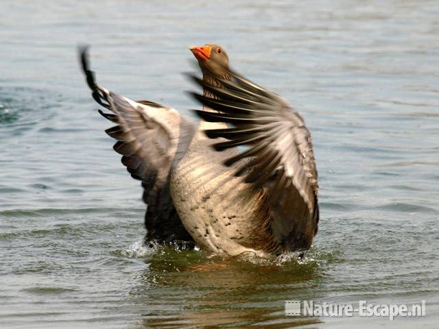 Grauwe gans, vleugels uitslaand Hijm NHD Castricum 2