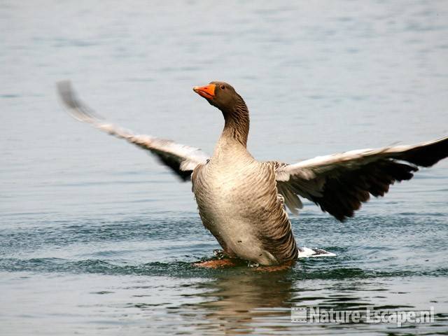 Grauwe gans, vleugels uitslaand Hijm NHD Castricum 4