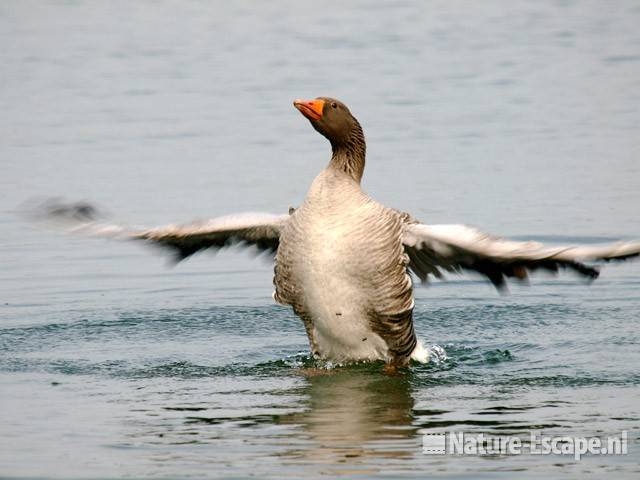 Grauwe gans, vleugels uitslaand Hijm NHD Castricum 6