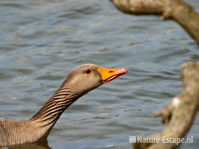 Grauwe gans, waakzaamheid Hijm NHD Castricum 1