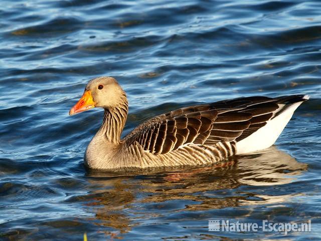 Grauwe gans, zwemmend Hijm NHD Castricum 2