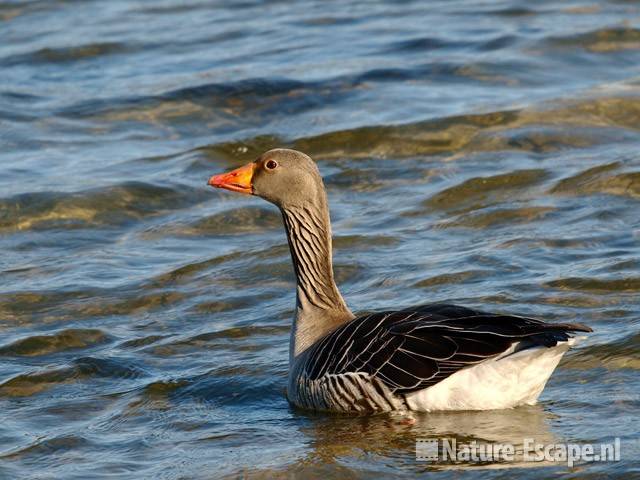 Grauwe gans, zwemmend Hijm NHD Castricum 8