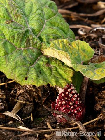 Groot hoefblad, bloemknop en jong blad Zwaansmeerpad 4