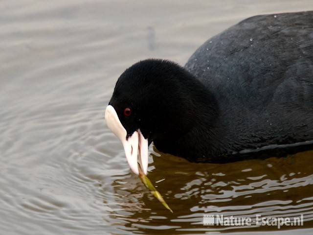 Meerkoet, fouragerend Hijm NHD Castricum 3