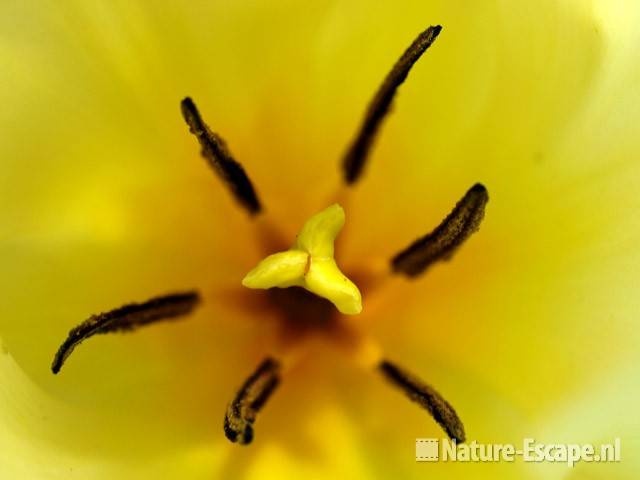 Tulp fosteriana 'Purissima', meeldraden en stamper tW1