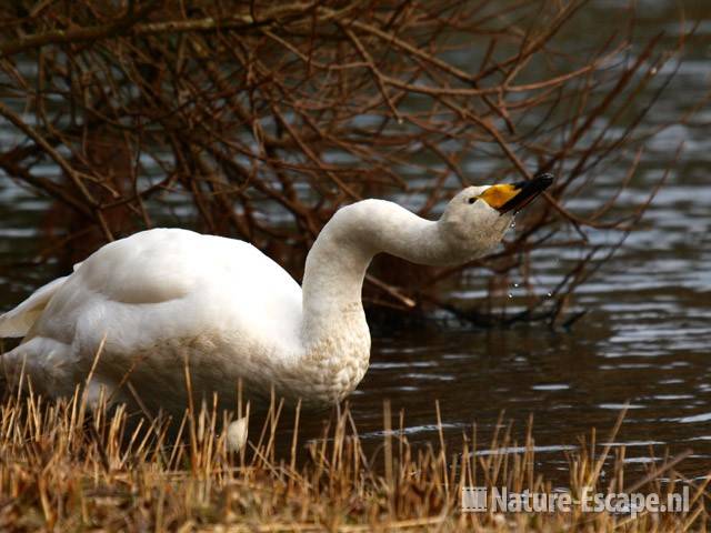 Wilde zwaan, drinkend AWD1