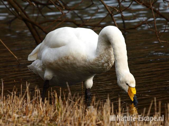 Wilde zwaan, drinkend AWD3