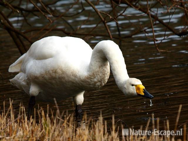 Wilde zwaan, drinkend AWD5