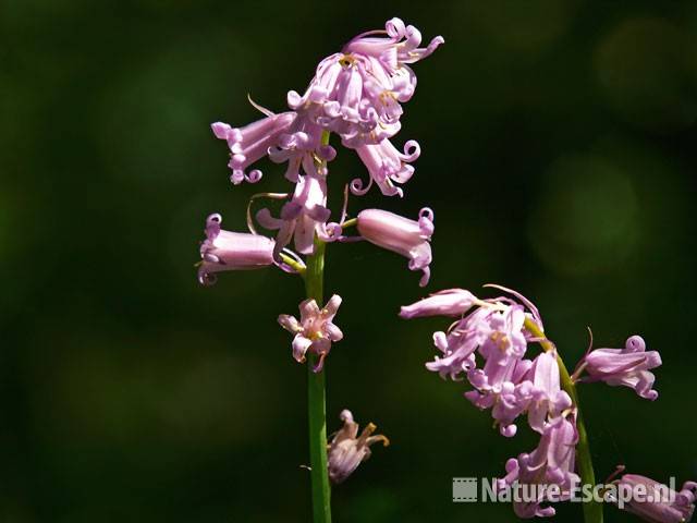 Boshyacint, roze bloeiend Wildrijk 6