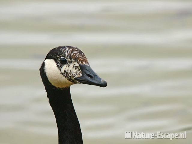 Canadese gans, detail kop Hijm NHD Castricum 1