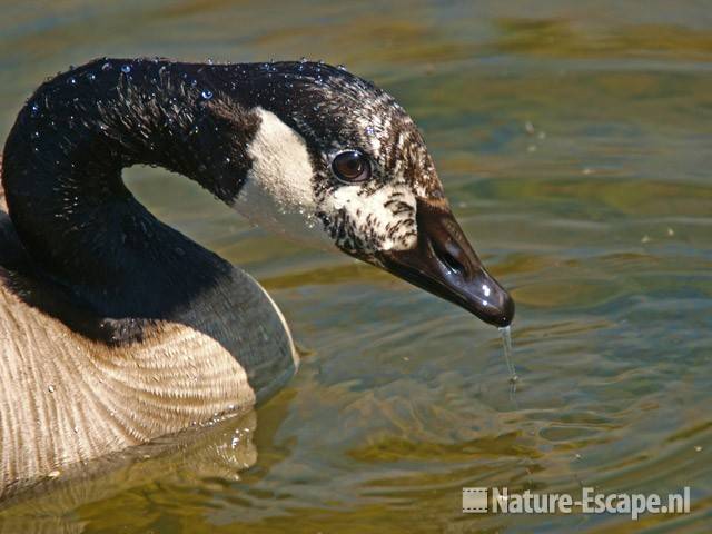 Canadese gans, detail kop Hijm NHD Castricum 3