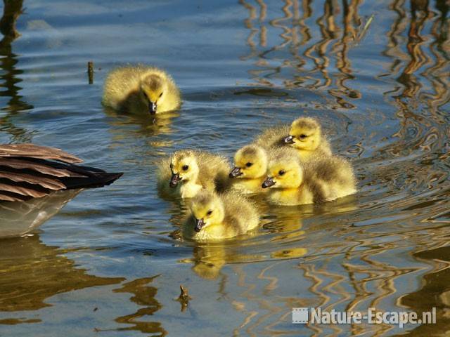 Canadese gans, juvenielen Hijm NHD Castricum 1