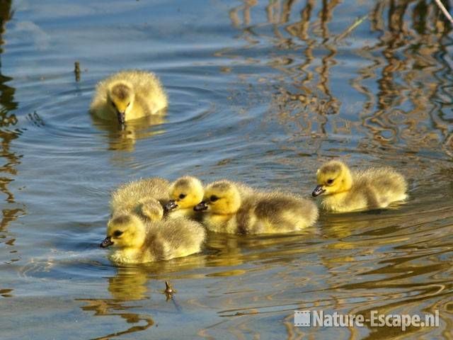 Canadese gans, juvenielen Hijm NHD Castricum 2