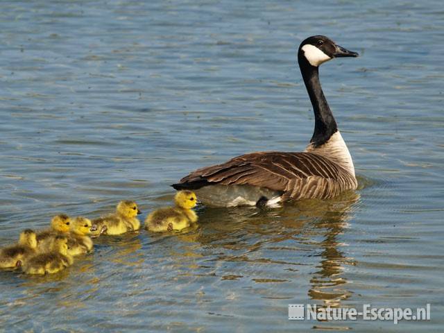 Canadese gans met juvenielen Hijm NHD Castricum 1