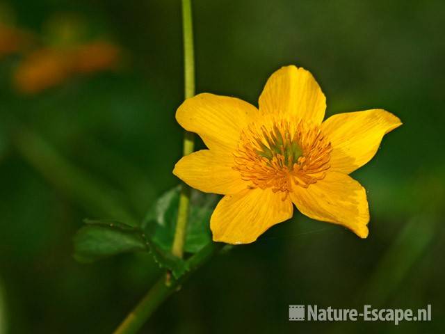 Dotterbloem, een bloem Zwanenwater 1