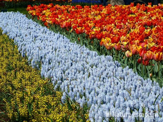 Druifjes, 'Golden Fragrance', 'Valerie Finis' Keukenhof 1