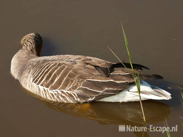 Grauwe gans, dood in sloot Zwmp3